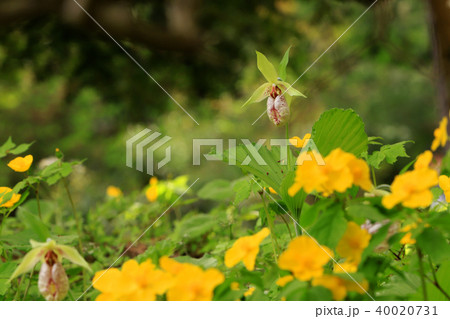 クマガイソウ 40020731