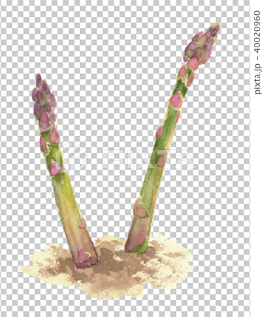 アスパラガス グリーンアスパラ アスパラガス グリーンアスパラ 40020960