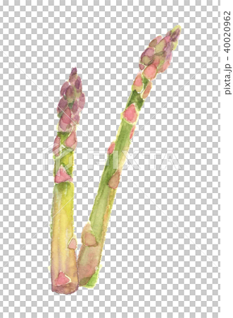 アスパラガス グリーンアスパラ 40020962