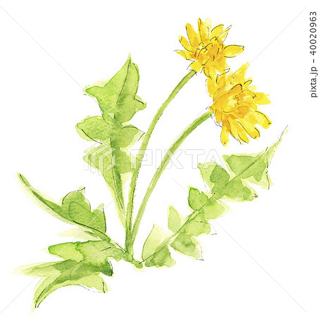 野に咲くタンポポ【手描き水彩画】素材 白バック 透過背景  40020963