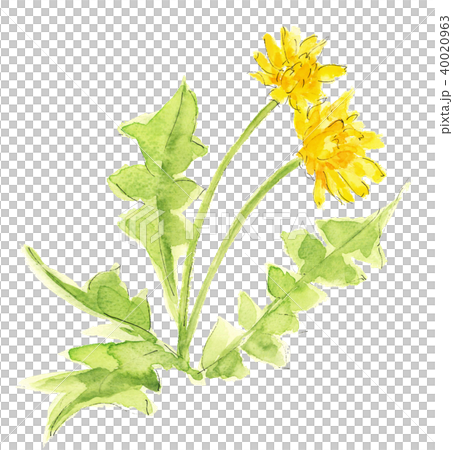 野に咲くタンポポ【手描き水彩画】素材 白バック 透過背景  40020963