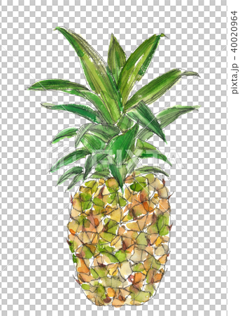 パイナップル 40020964