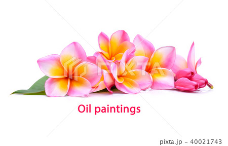 frangipani flower isolated on white background 40021743