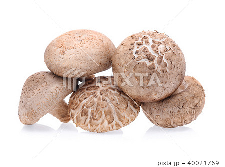 Shiitake Mushrooms isolated on white background Shiitake Mushrooms isolated on white background 40021769