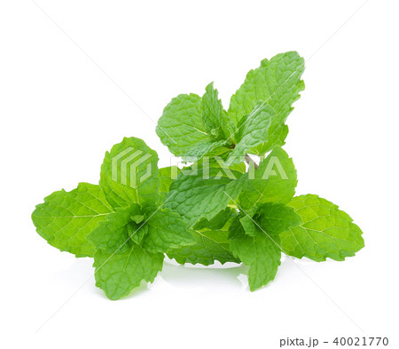 Mint leaves isolated on white background. 40021770
