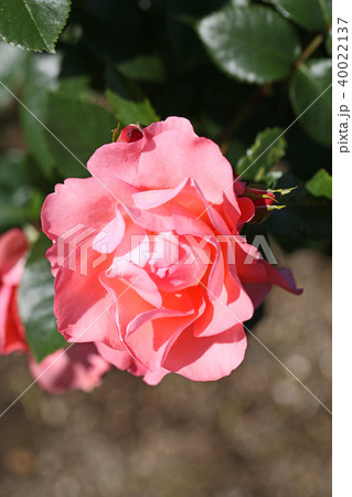 蛍光色のような美しいサーモンピンクのバラ 蛍光色のような美しいサーモンピンクのバラ 40022137