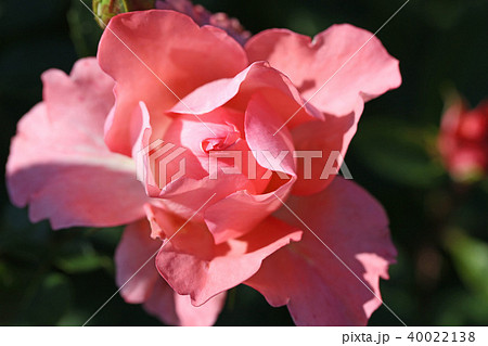 蛍光色のような美しいサーモンピンクのバラ 蛍光色のような美しいサーモンピンクのバラ 40022138