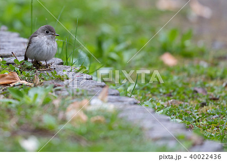 地面に降りたコサメビタキ 地面に降りたコサメビタキ 40022436