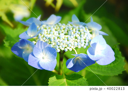 勧修寺の青い紫陽花 40022813