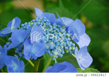 勧修寺の青い紫陽花 勧修寺の青い紫陽花 40022817