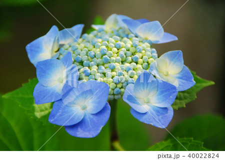 勧修寺の青い紫陽花 勧修寺の青い紫陽花 40022824