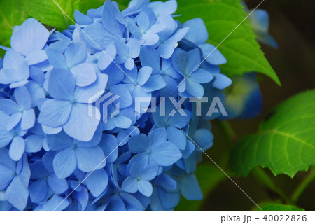 勧修寺の青い紫陽花 40022826