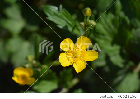 Creeping buttercup 40023156