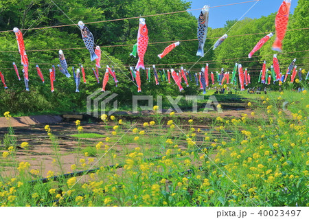 谷戸の菜の花畑（里山ガーデン） 40023497