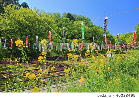 谷戸の菜の花畑（里山ガーデン） 40023499