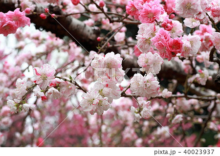 咲き誇る満開の花桃 かわいい白とピンクの咲き分けの写真素材