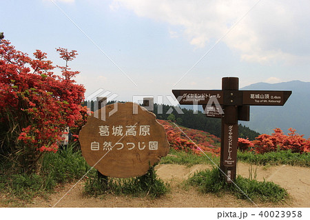 葛城高原自然つつじ園 葛城高原自然つつじ園 40023958