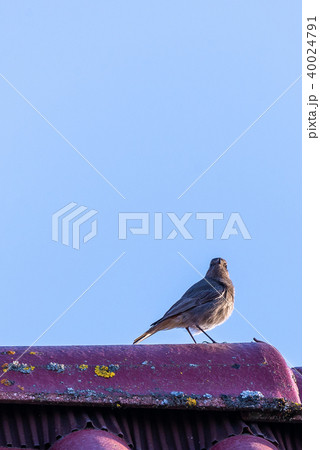 Small male black redstart bird sings on roof Small male black redstart bird sings on roof 40024791