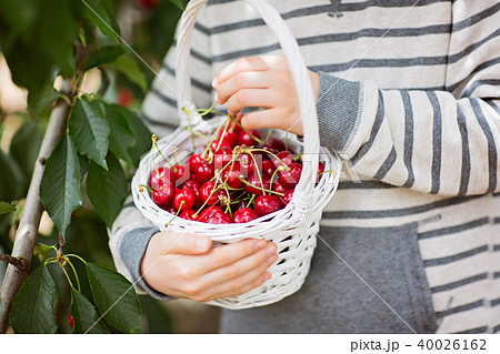boy picking cherries boy picking cherries 40026162