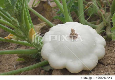 Pattypan White Squash Pattypan White Squash 40026723