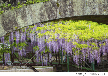 西寒多神社の藤 40027021