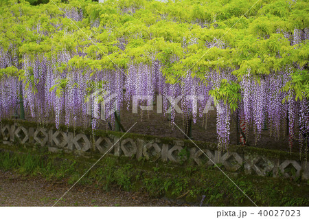 西寒多神社の藤 西寒多神社の藤 40027023