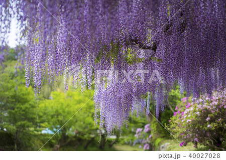 西寒多神社の藤 40027028
