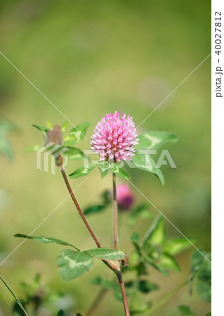 ピンク色のアカツメクサの花 40027812