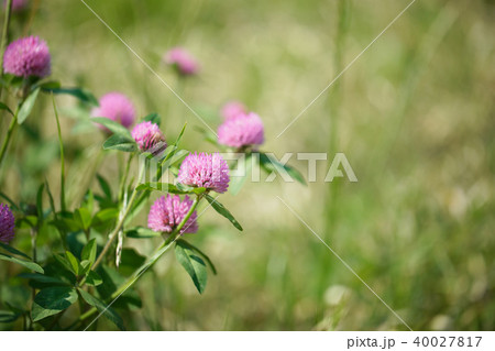 ピンク色のアカツメクサの花 ピンク色のアカツメクサの花 40027817