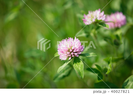 ピンク色のアカツメクサの花の写真素材