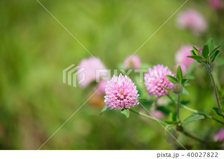 ピンク色のアカツメクサの花の写真素材