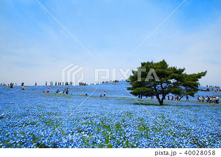 国営ひたち海浜公園のネモフィラの青い花 国営ひたち海浜公園のネモフィラの青い花 40028058