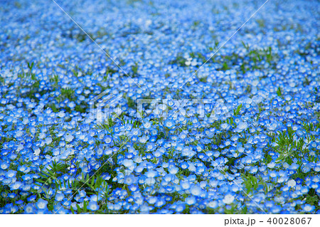 国営ひたち海浜公園のネモフィラの青い花の写真素材