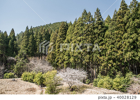 梅の花咲く里山と針葉樹林 3月の写真素材