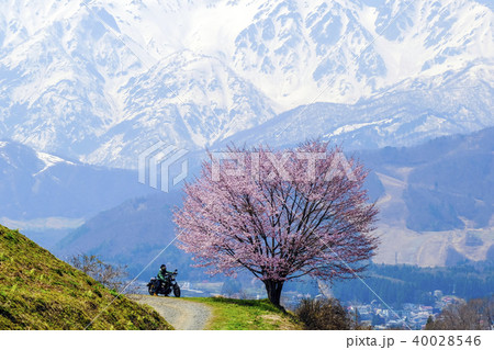 野平の一本桜とバイクの写真素材