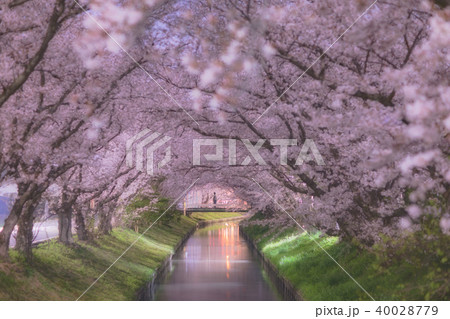 桜並木　2 40028779