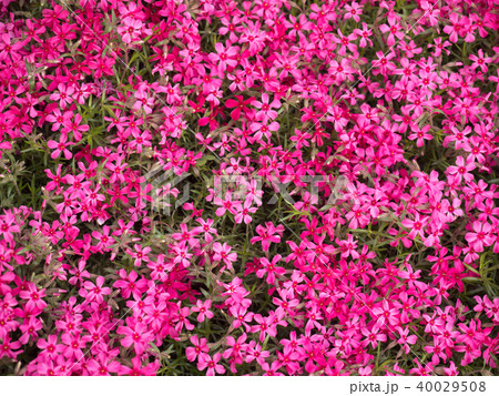 シバザクラ 40029508