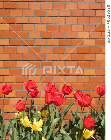 タイルの壁とチューリップ 40029520
