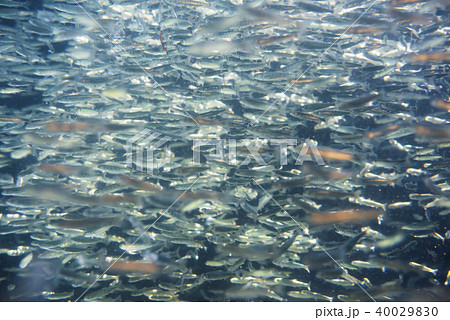 さけの稚魚(群泳) さけの稚魚(群泳) 40029830