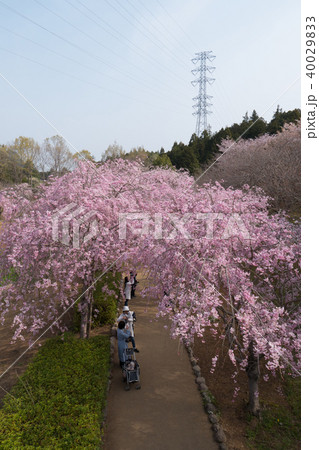 常陸風土記の丘のしだれ桜 40029833