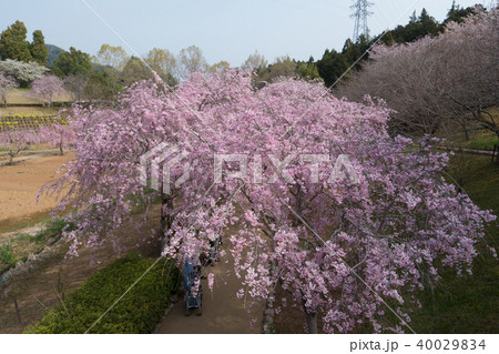 常陸風土記の丘のしだれ桜 40029834