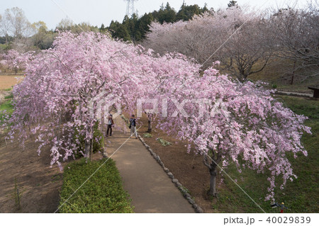 常陸風土記の丘のしだれ桜 40029839