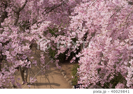 常陸風土記の丘のしだれ桜 40029841
