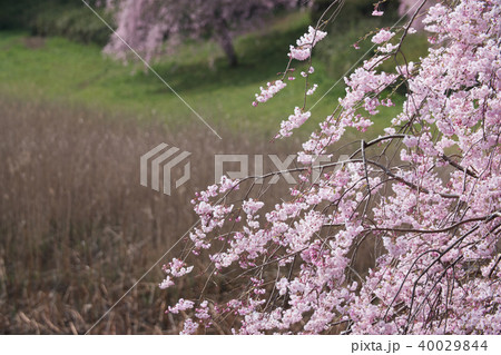 常陸風土記の丘のしだれ桜 常陸風土記の丘のしだれ桜 40029844