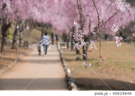 常陸風土記の丘のしだれ桜 常陸風土記の丘のしだれ桜 40029846