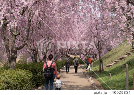 常陸風土記の丘のしだれ桜 常陸風土記の丘のしだれ桜 40029854