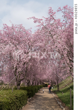 常陸風土記の丘のしだれ桜 常陸風土記の丘のしだれ桜 40029855