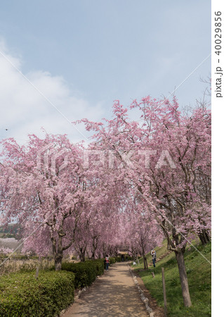 常陸風土記の丘のしだれ桜 40029856