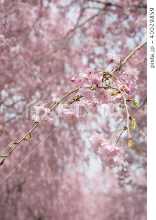 常陸風土記の丘のしだれ桜 40029859