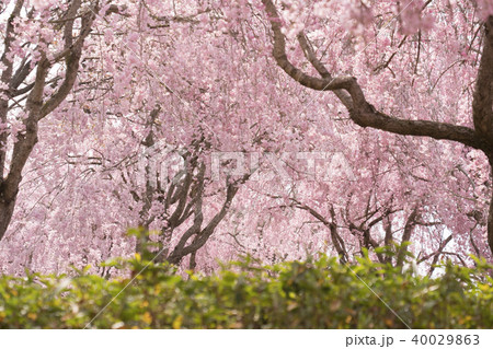 常陸風土記の丘のしだれ桜 常陸風土記の丘のしだれ桜 40029863